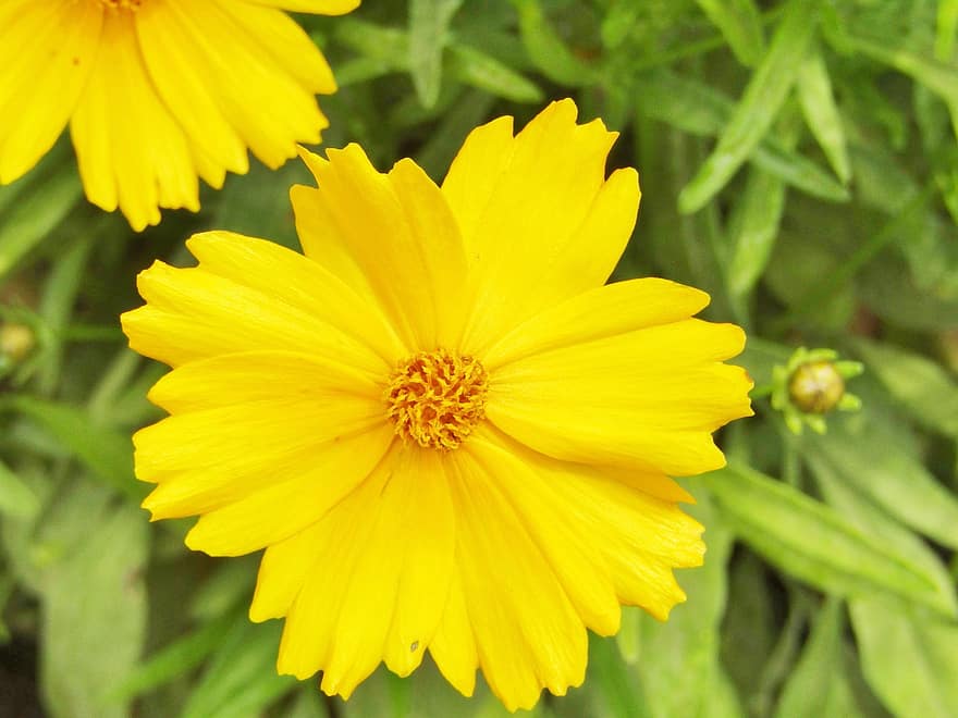 Tick-seeds, Coreopsis, Large-flowered Coreopsis, Large-flowered Tick Seed, Rising Sun, Flower, Blossom, Bloom, Pistil, Yellow, Nature