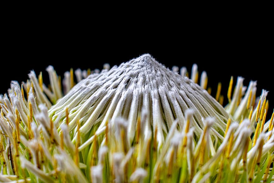 protea, flor branca, esporão, fechar-se