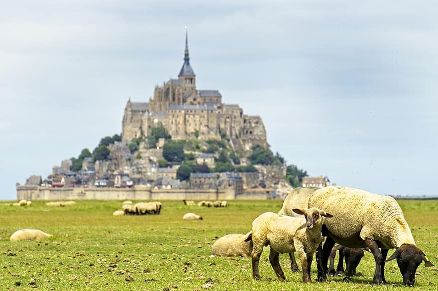 Sheep, Grazing, France, Church, Landmark, Mont Saint-michel, Lamb, Monastery, Pasture