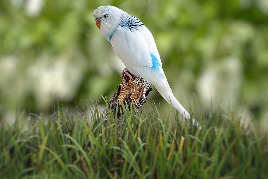 oiseau, perruche, plumage, animal, plume, la nature, bleu, blanc, bokeh, herbe, aviaire