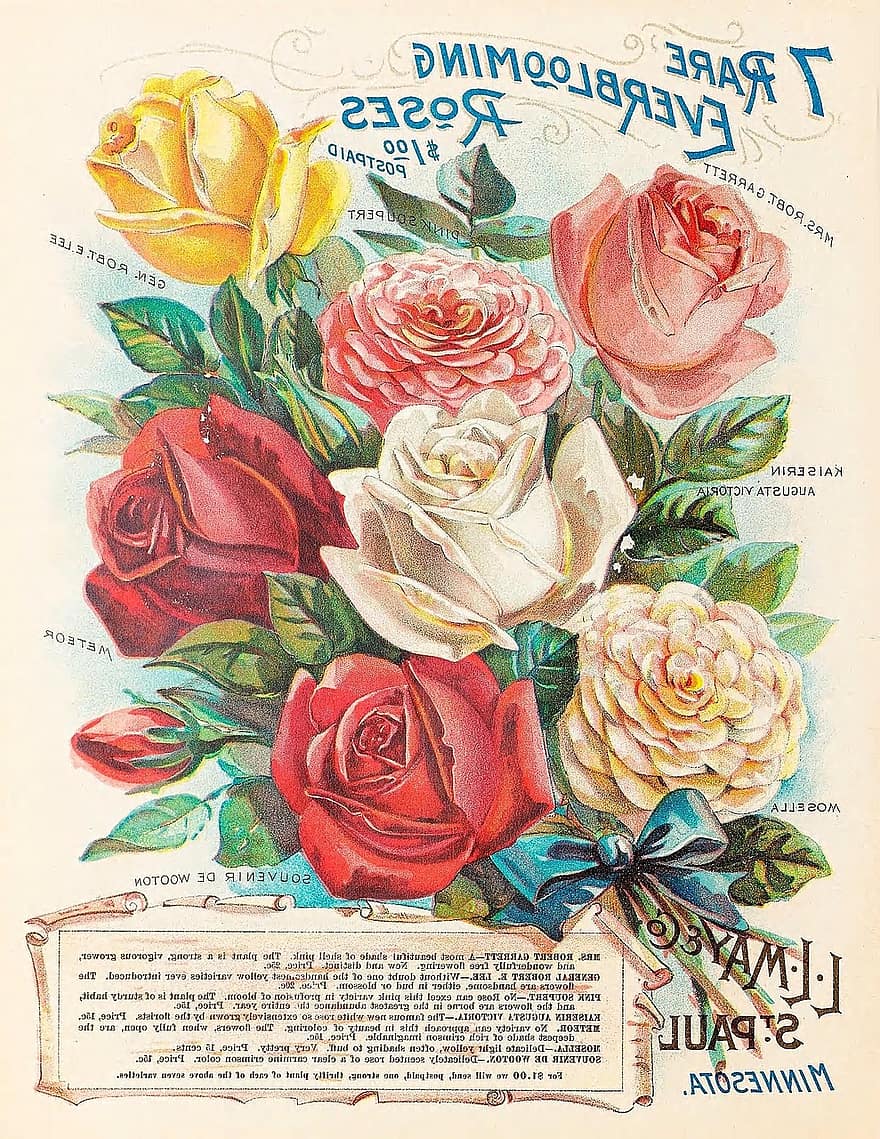 Vintage rózsák, mag, katalógus, rózsák, virágok, kép