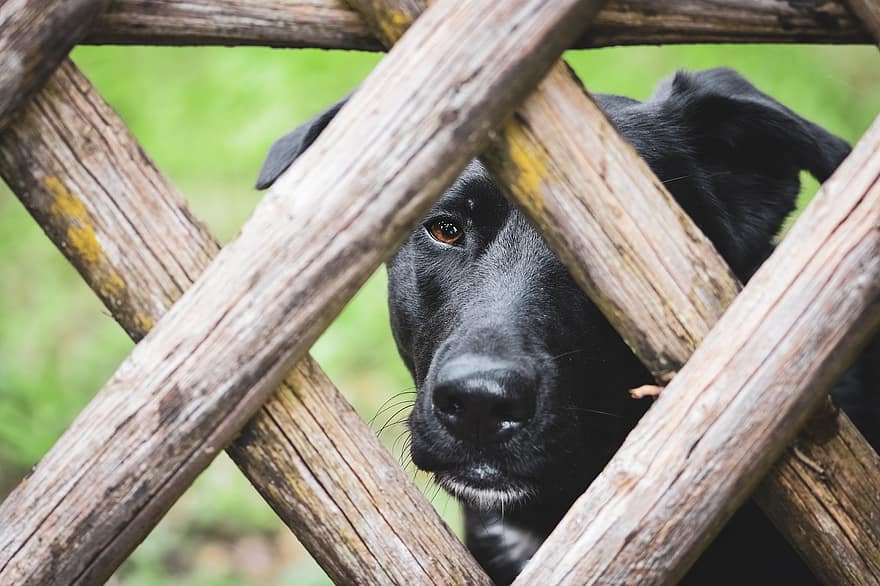chien, animal de compagnie, clôture, bois, animal, chien noir, national, canin