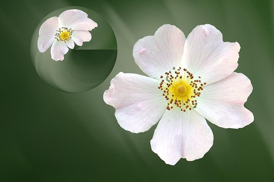 flor, floración, Rosa salvaje, blanco, bola