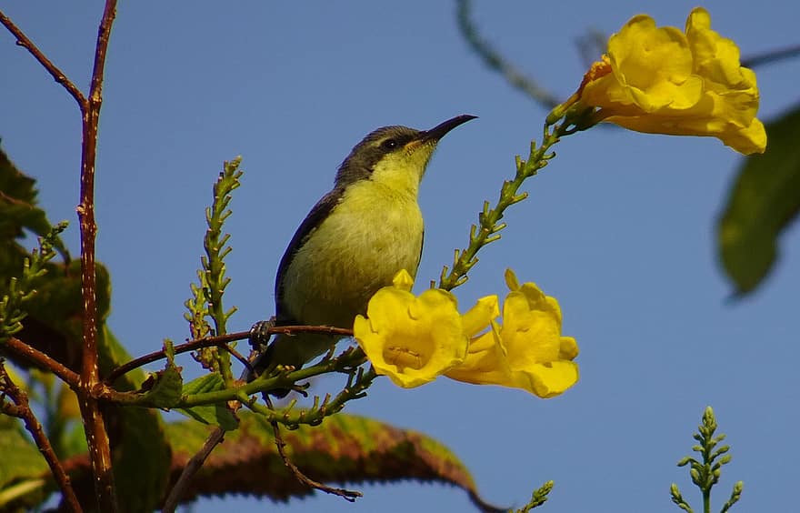Sunbird, Vogel, gelbe Blumen, Indien, Gelb, Ast, Nahansicht, Schnabel, Feder, Blume, Tiere in freier Wildbahn