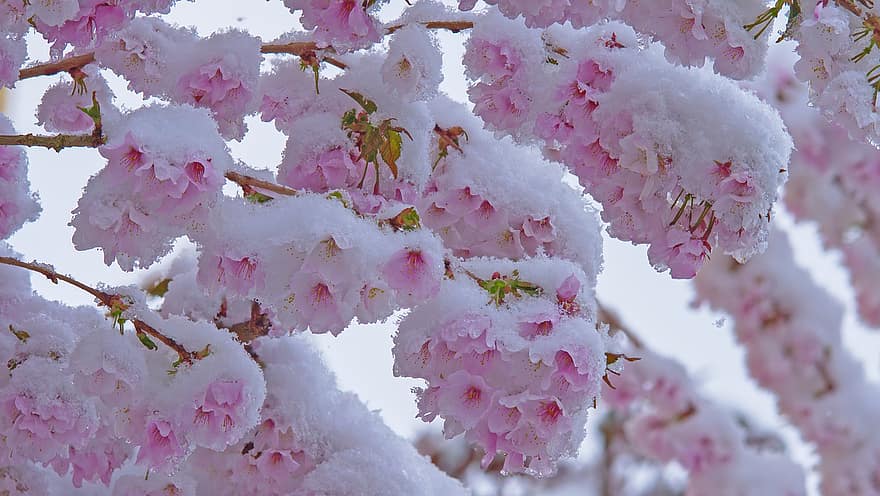 フラワーズ、春、季節の、自然、咲く、花、Pxclimateaction、桜