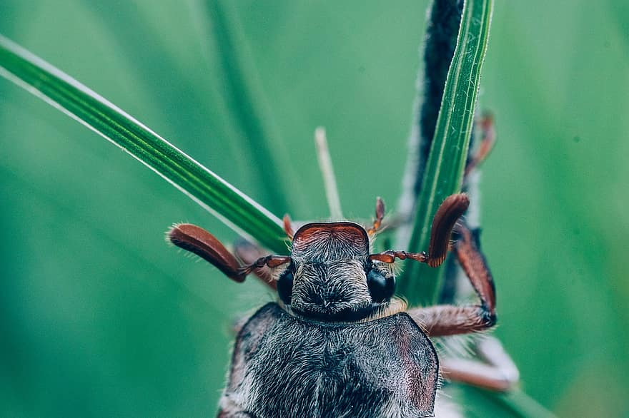 майски бръмбар, maybug, може да бъде бръмбар, doodlebug, насекомо, природа, ентомология, макро, едър план, зелен цвят, членестоноги