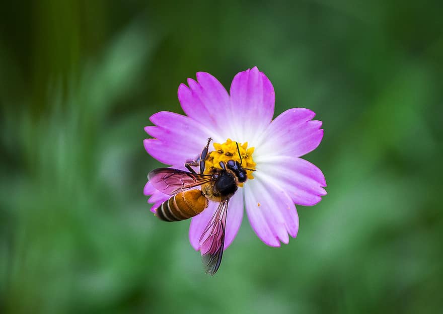 Milzu medus bite, bite, kukaiņi, zieds, kosmoss, apputeksnēšana, ziedlapiņām, augu, dārzs, raksturs, vasarā