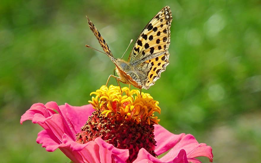 mariposa, insecto, zinnia, fritilar, animal, flor, jardín, naturaleza