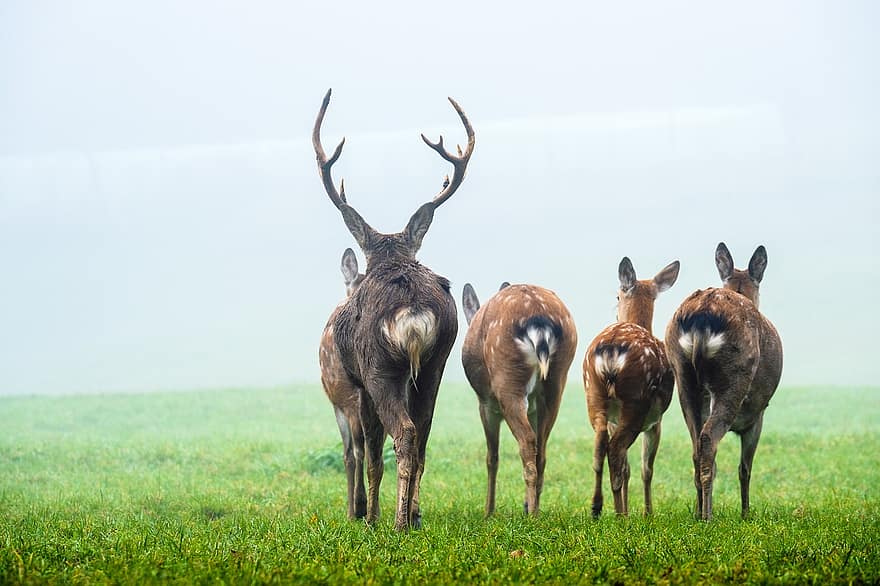 Fallow Deer, Deer, Hirsch, Meadow, Antler, Scheu, Fog, Group
