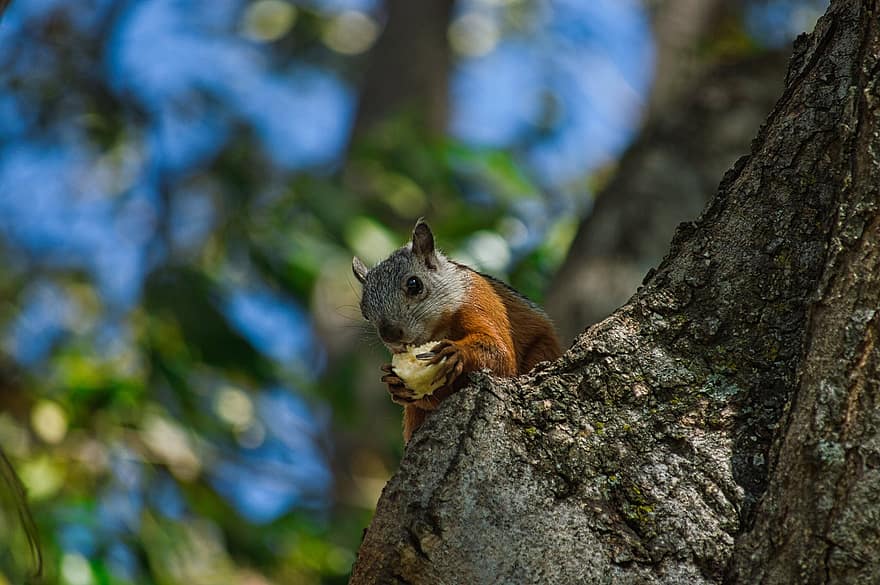 mókus, rágcsáló, észak-amerikai mókus, falatozás, dió, fa, törzs, log, állat, fauna