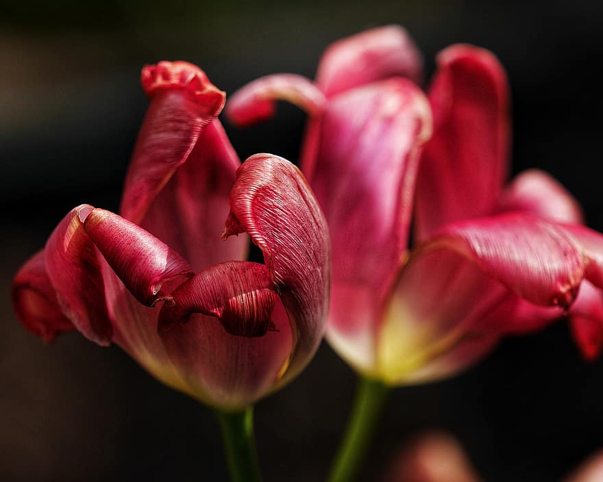 tulipanes, las flores, tulipanes rojos, Flores rojas, pétalos, pétalos rojos, floración, flor, flora, naturaleza