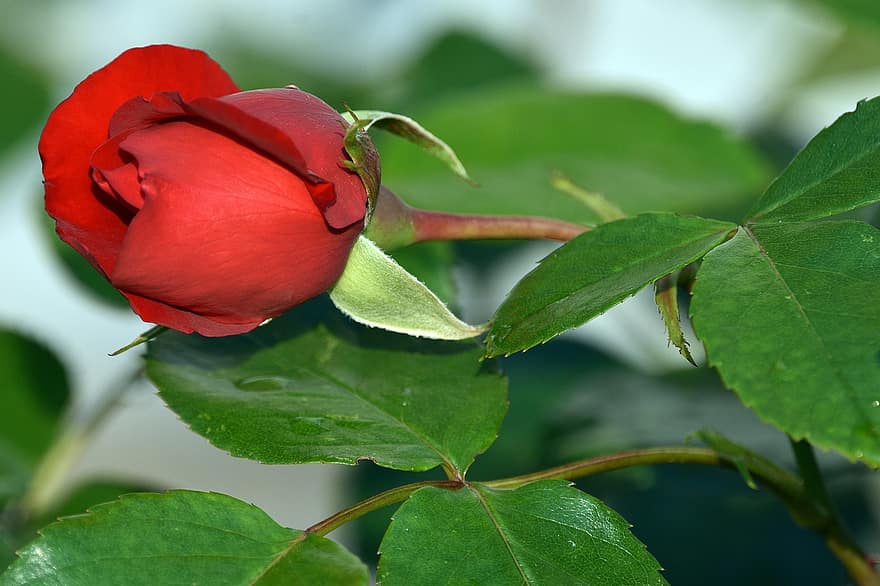 rosa, roses, flor, jardí, vermell, romàntic, bellesa, flors, naturalesa