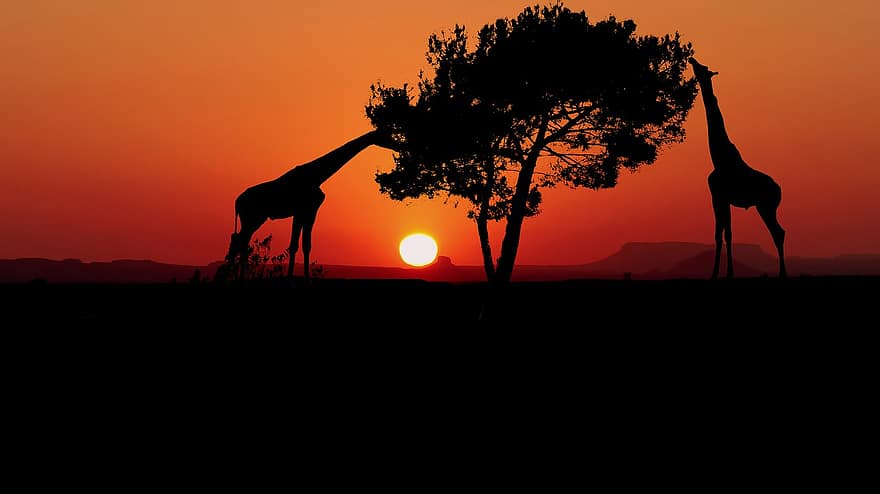 napnyugta, zsiráfok, Afrika, természet, állatok, tájkép, vad, ég, szavanna, sziluett, eszik