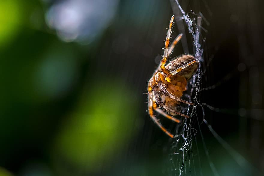 edderkop, insekt, web, spindelvæv, edderkoppespind, arachnid, Arachnology, araknofobi, tæt på, makro, bokeh