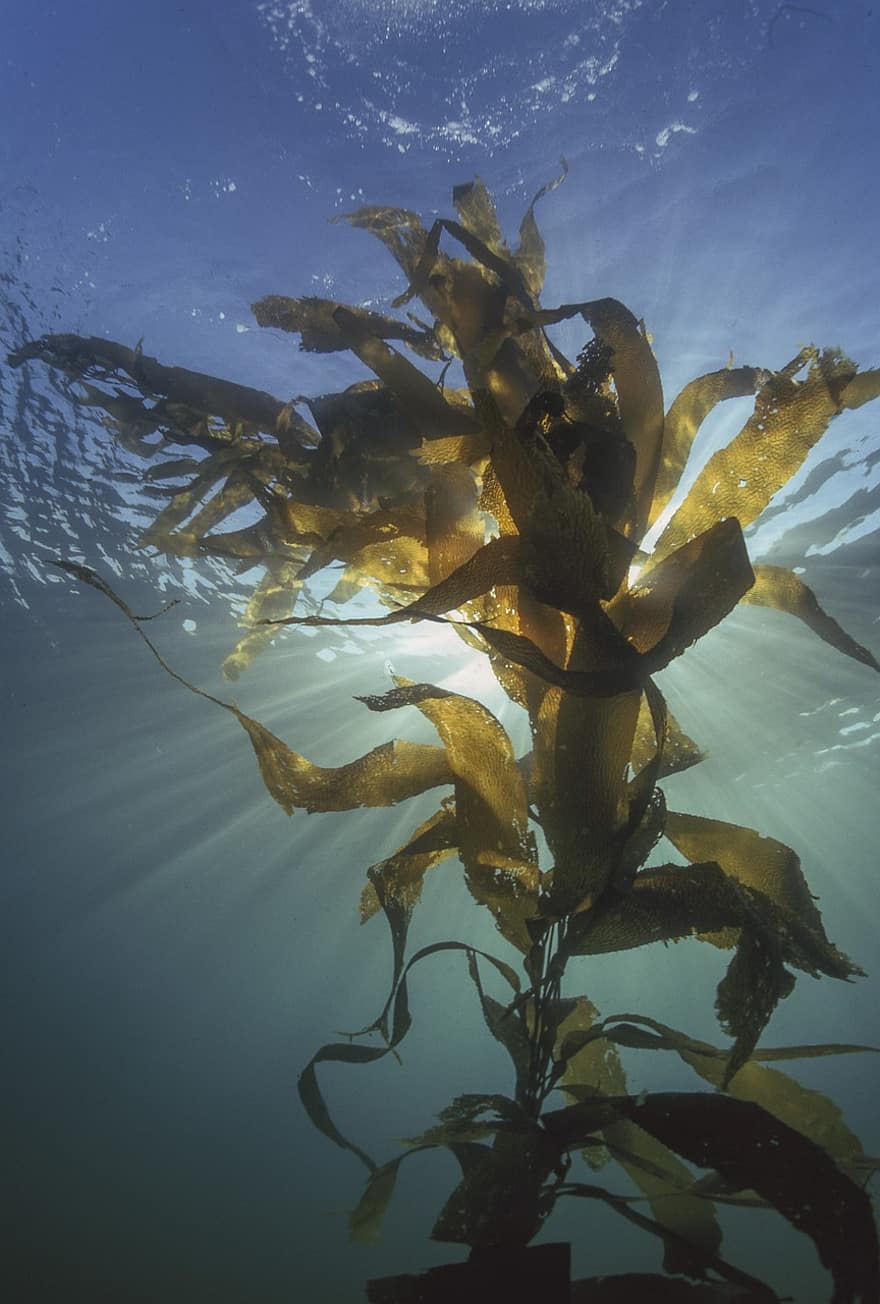 kelp, algas marinhas, planta aquática, algas, leve, feixes de luz, embaixo da agua, plantar, agua, mar, oceano