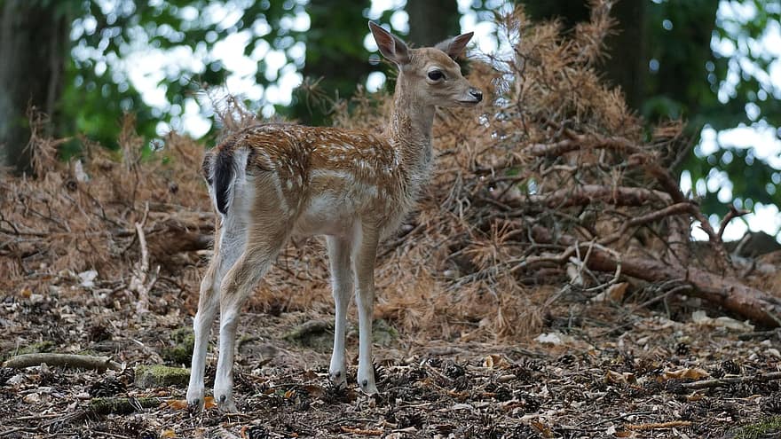 Fawn, Deer, Young Deer, Wild, Cute, Young Animal, Mammal, Young, Nature, Forest, Young Fawn
