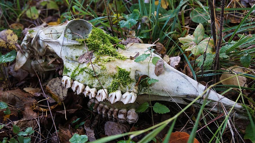 cranio, osso, scheletro, capo, alce, animale, foresta, le foglie, i resti
