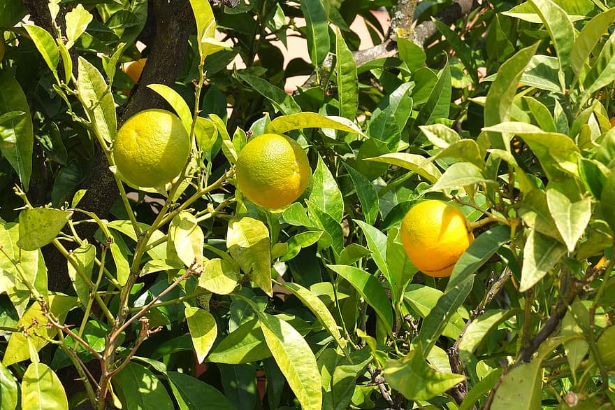 frukt, citroner, citrus-, skörda, apelsiner, färsk, näring, fruktträd, citrus träd, friskhet, citrusfrukt