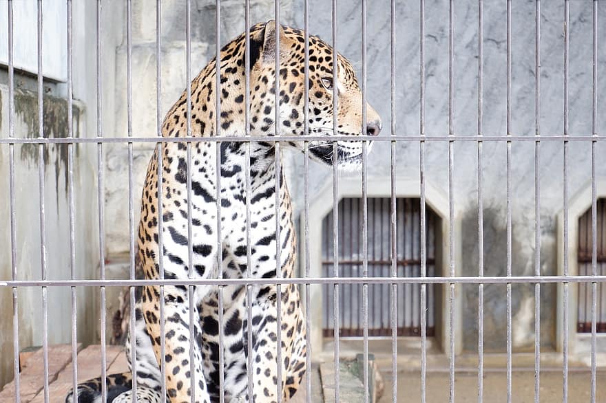 ghepardo, gatto, animale, animale selvaggio, felino, grande gatto, in gabbia, zoo, predatore