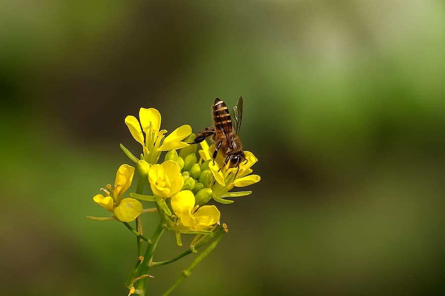 abella, insecte, flors, mel d'abella, flors grogues, planta, primavera, jardí, naturalesa