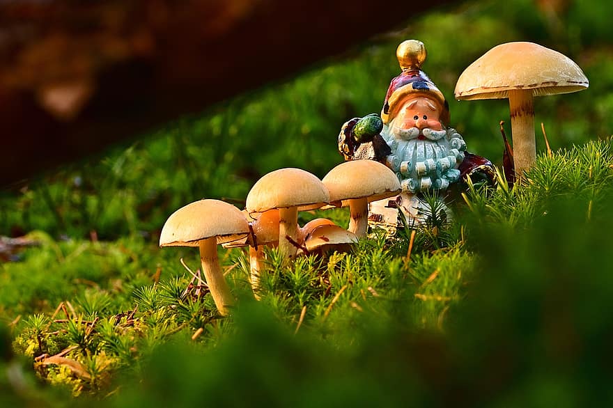 гриби, Санта Клаус, оксамитова нога гливи, мох, декоративні, прикраса, сад