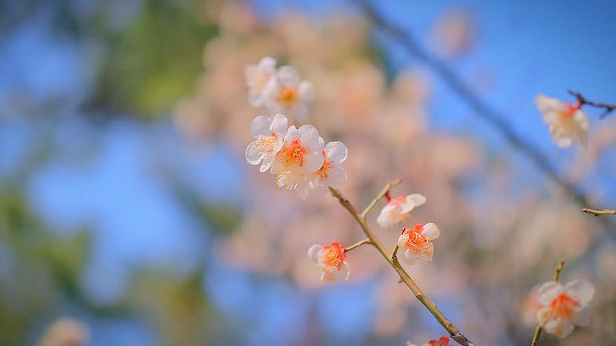 fleur de cerisier, Sakura, printemps, rose, fleurs, la nature, les plantes, Corée, fleur, République de Corée, Anton