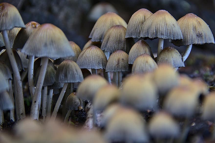 Чернильная шапка феи, грибы, лес, деревянный пол, токсичный, природа