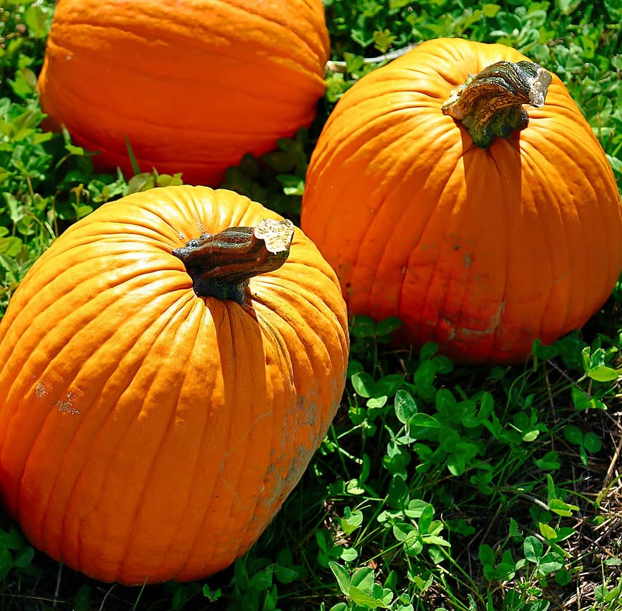 Pumpkins, Squash, Vegetables, Autumn, Seasonal Vegetables
