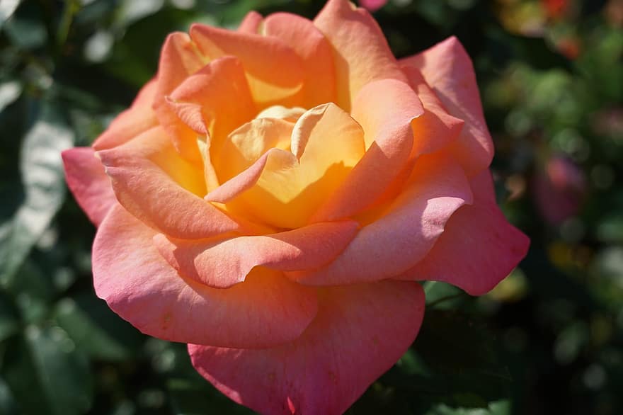 Rosa, flor, planta, rosa durazno, pétalos, floración, jardín, naturaleza, luz del sol, macro