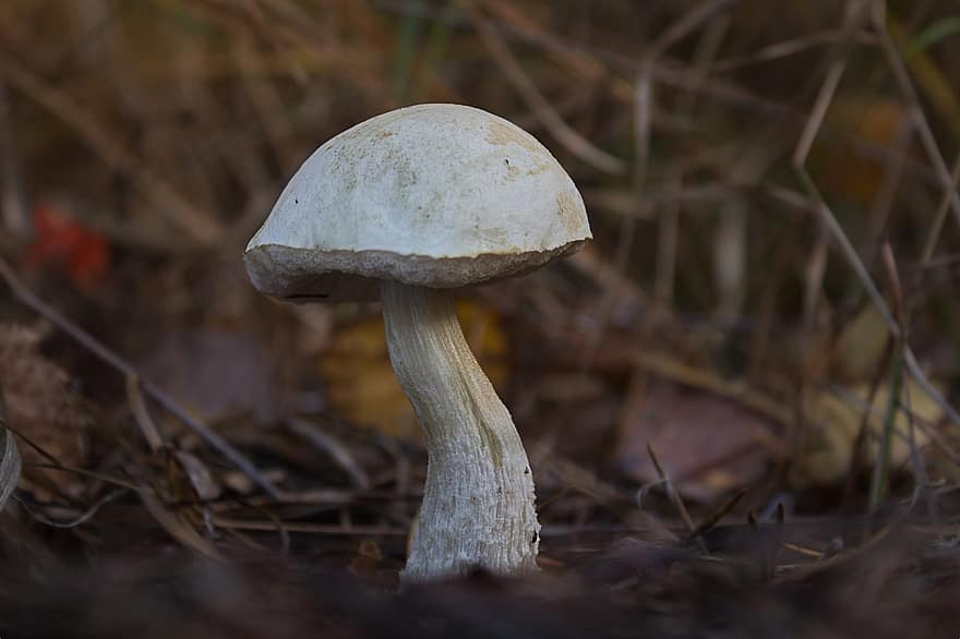 гриб, березовый гриб, губка, Белый березовый гриб, Гриб болотный березовый, Лекцинум Холопус, лес, осень, крупный план, питание, грибок
