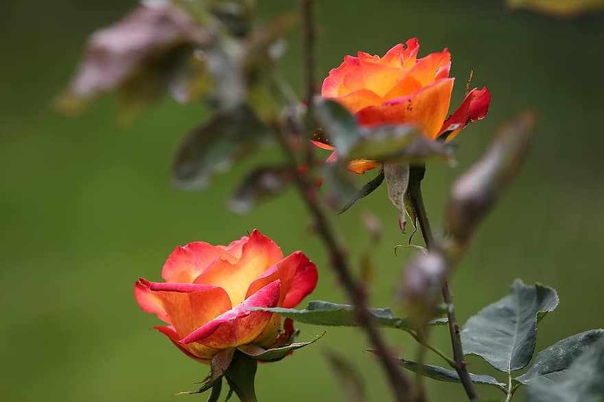 Två Alinka rosor, blomning, blomma, flora, växt, kronblad, natur