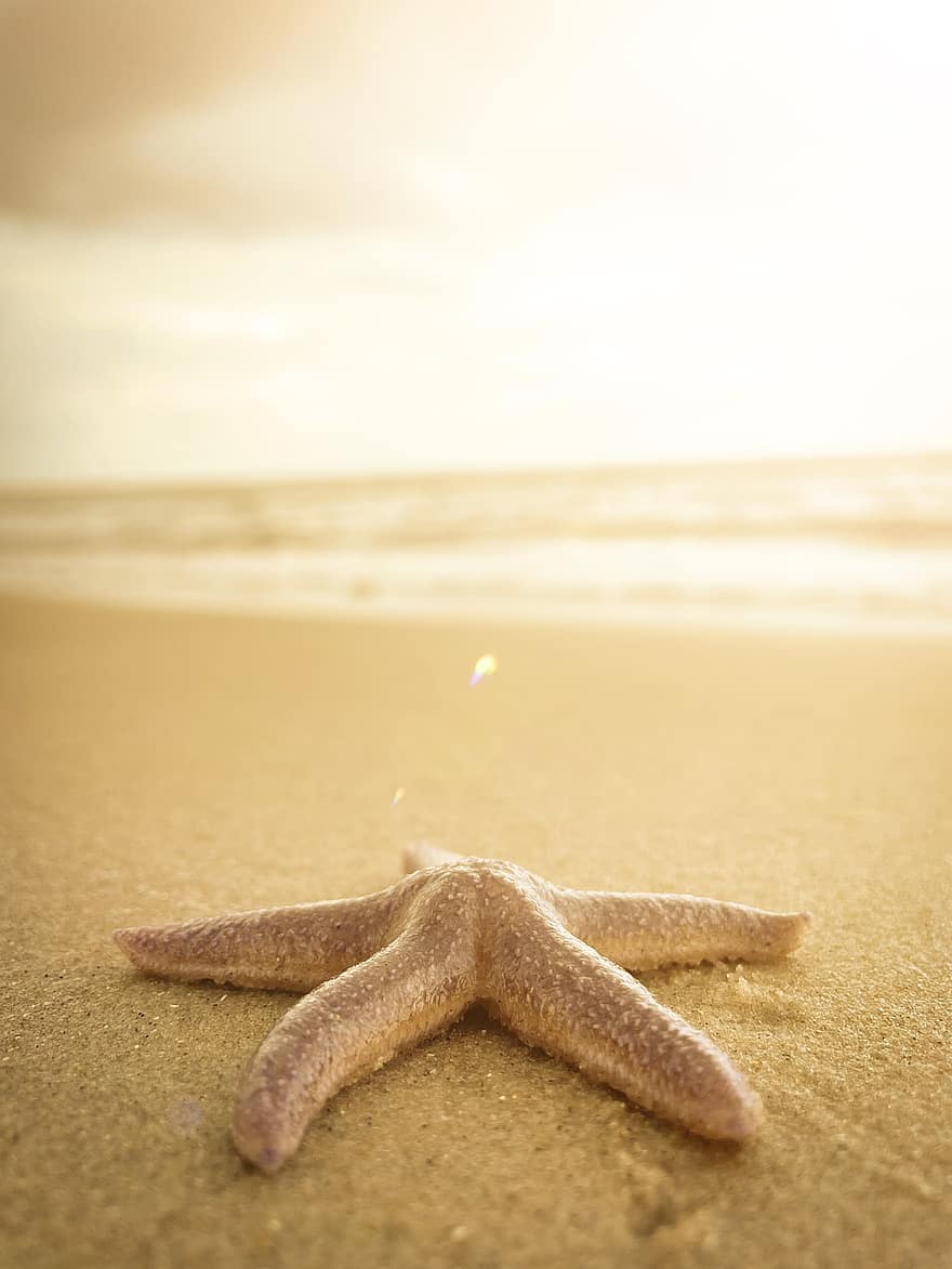 морская звезда, пляж, море, берег, песок, летом, каникулы, воды, форма звезды, береговая линия, крупный план