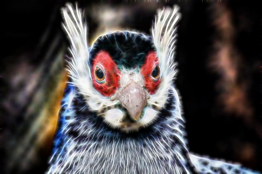 Pheasant, Bird, Animal, Head, Portrait, Nature, Feather, Wildlife, Fractal, Digital Manipulation