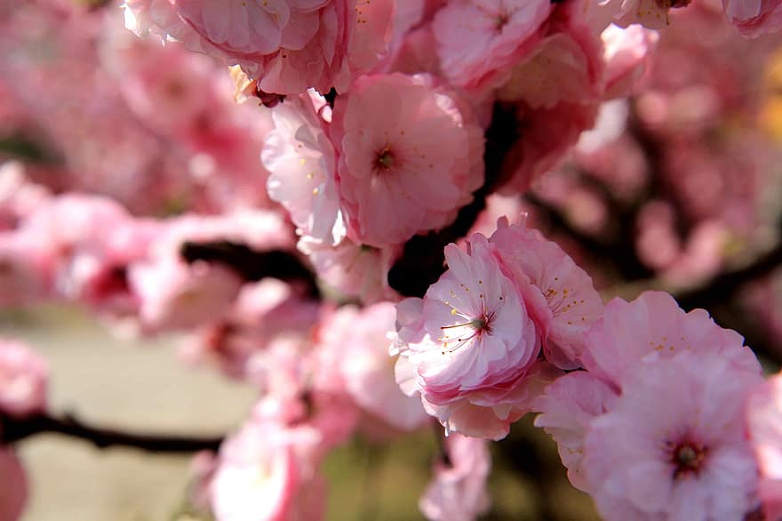 Frühling, Pfirsichblüten, Blumen, Rosa, pinke Blumen, rosa Blütenblätter, blühen, Flora, Baum, Botanik