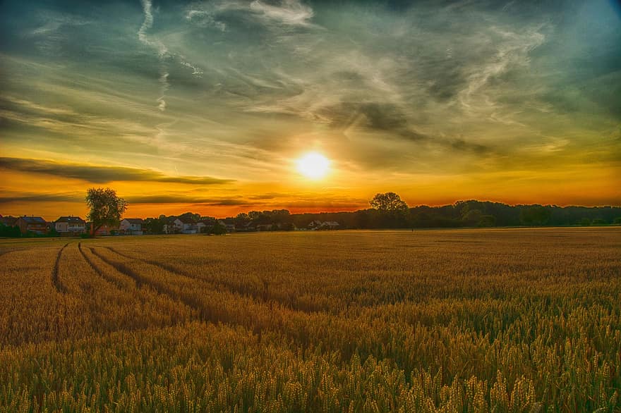 campo, rurale, tramonto, sole, luce del sole, cielo, nuvole, prato, azienda agricola, cereali, raccolto