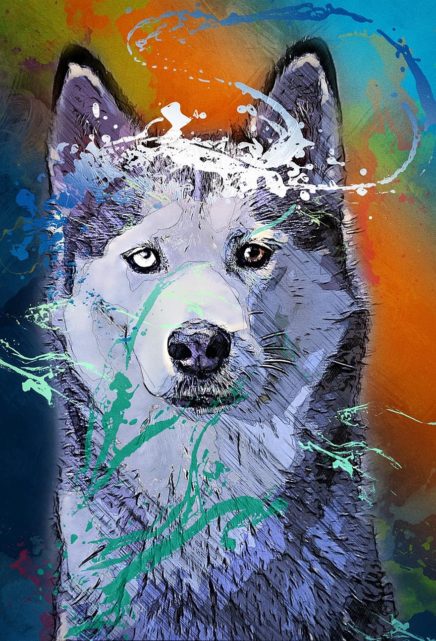 animal, cão, mamífero, arte, Husky siberiano, desenhando, canino, pets, ilustração, cão de raça pura, fofa