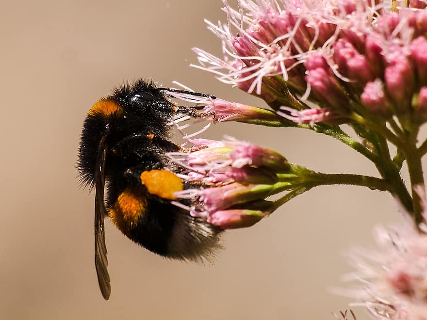 bumblebee, ผึ้ง, ดอกไม้, boneset, แมลง, Hymenoptera, ปลูก, ธรรมชาติ, แมโคร, ใกล้ชิด, การผสมเกสรดอกไม้