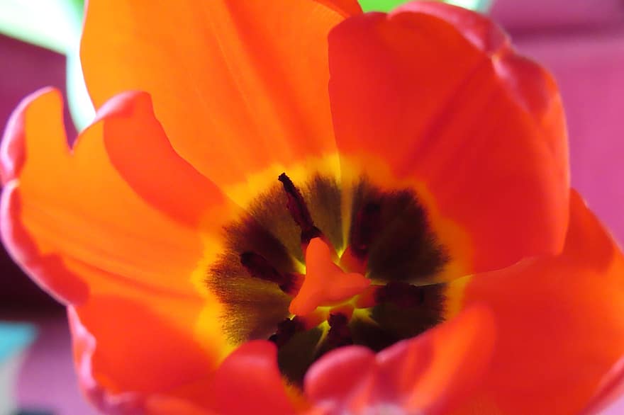 blomst, tulipan, blomstre, botanikk, makro, nærbilde, petal, anlegg, blomsterhodet, sommer, blad