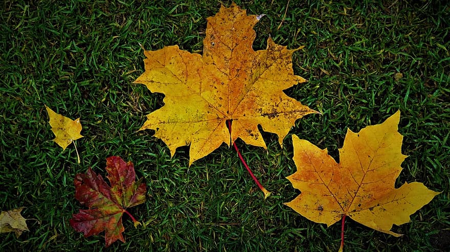 musim gugur, Daun-daun, dedaunan, dedaunan musim gugur, jatuh dedaunan, daun jatuh, alam