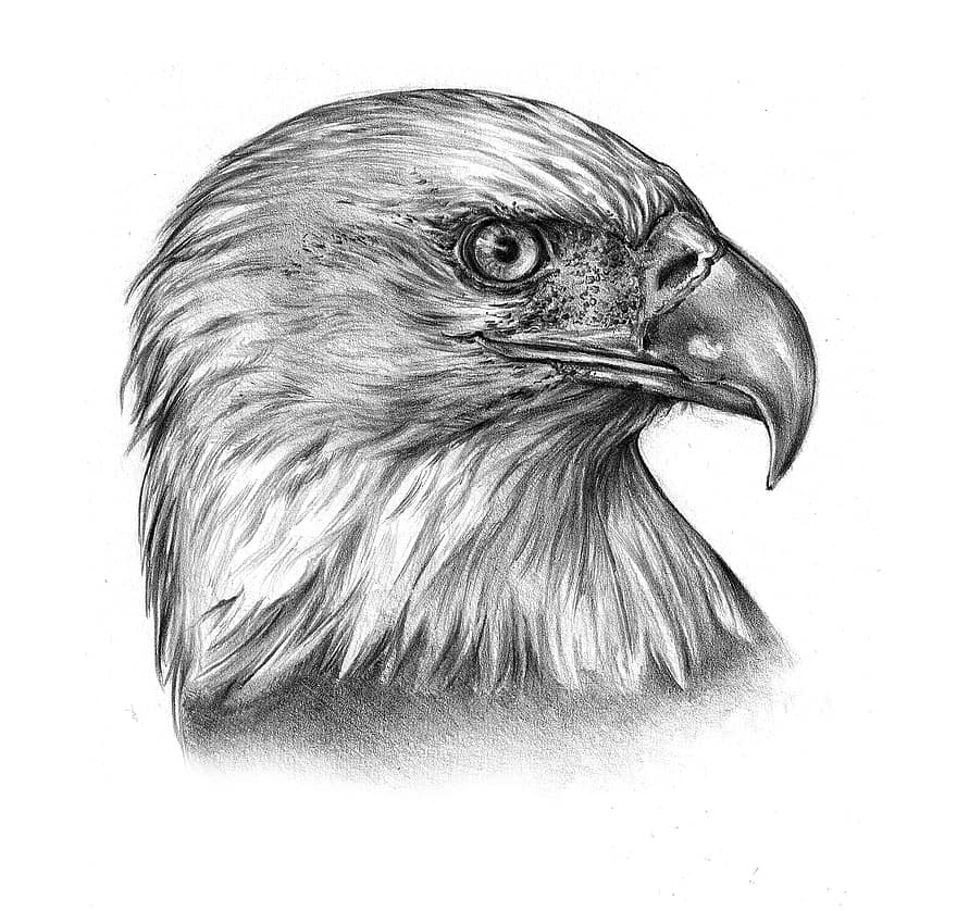 Eagle, Ave, Head, Sketch, Eagle Head, Bird, Feathers, Beak, Bird Of Prey, Line Art, Line Drawing