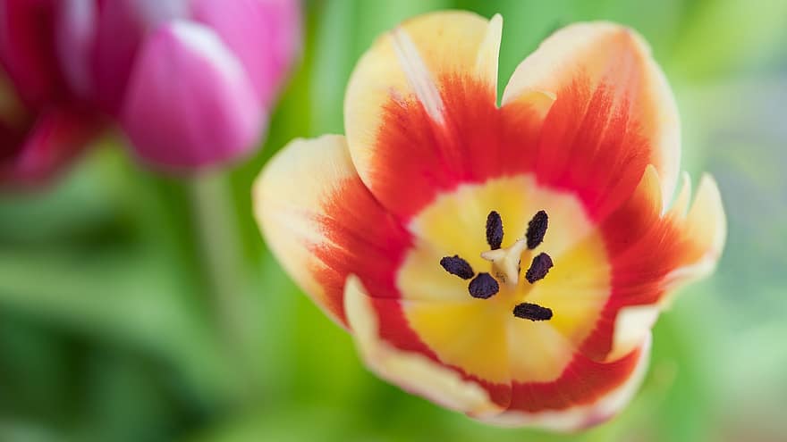 tulipa, flor de primavera, flor, primavera, flora