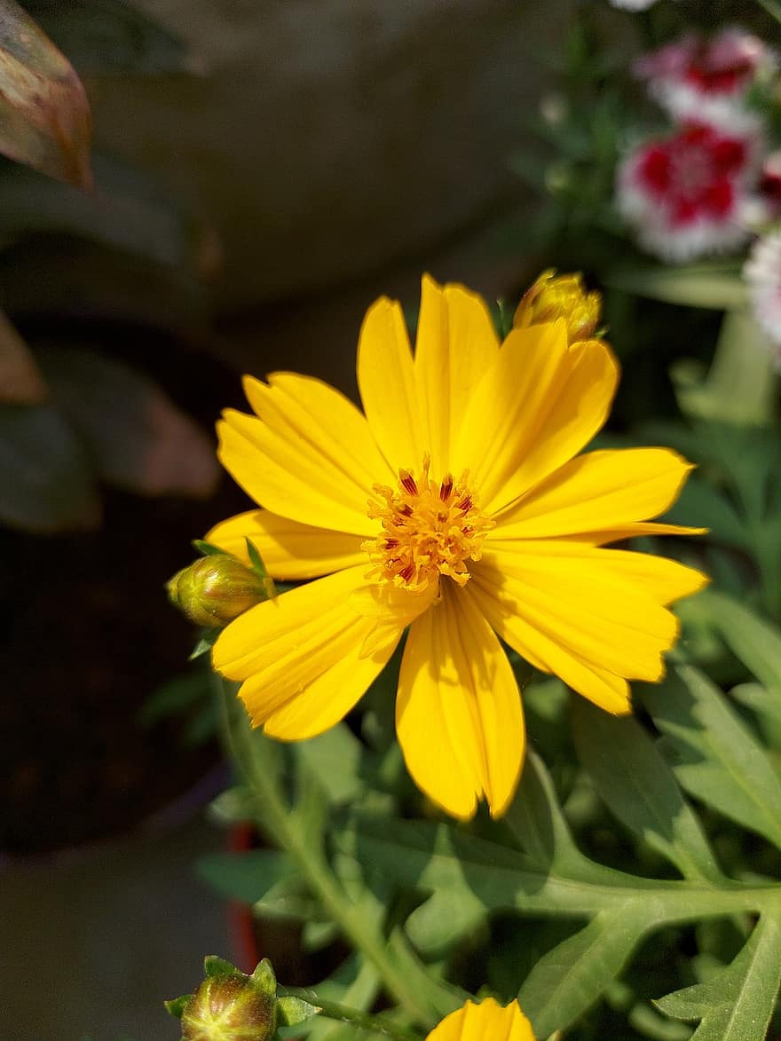 gelbe Blume, Blume, Garten, Helianthus, Natur, Frühling, blühen, Pflanze, Gelb, Nahansicht, Sommer-