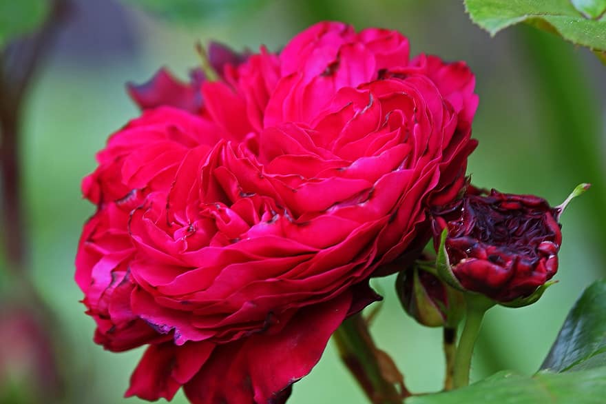 Hồng, Hoa hồng, hoa, lãng mạn, vườn, sắc đẹp, vẻ đẹp, hoa hồng nở, rosebush, Thiên nhiên, cánh hoa, rosebud