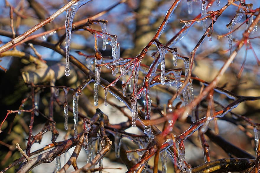 Es, cabang, musim semi, matahari, mencair, embun beku, musim dingin, dingin, beku, pohon, Eiskristalle
