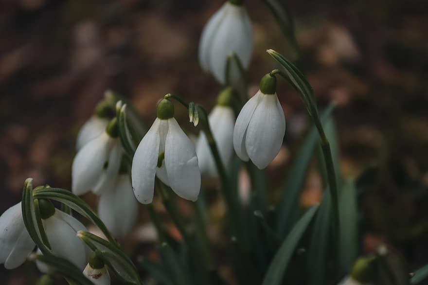 Snowdrops, Flowers, White Flowers, Spring, Plants, Nature, Forest, Outdoors, Garden, Close Up