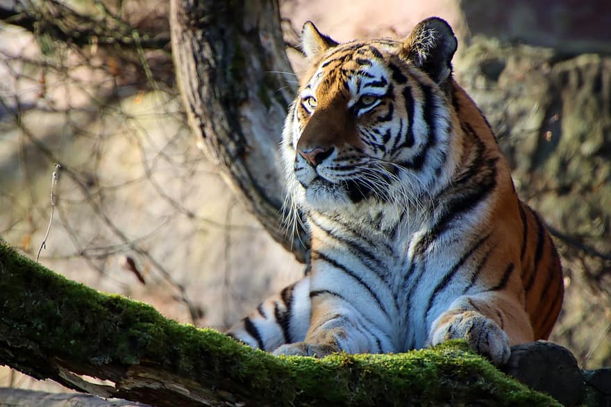 dyr, tiger, pattedyr, arter, fauna, dyreliv, rovdyr, stor kat, vild, undomesticated cat, bengal tiger