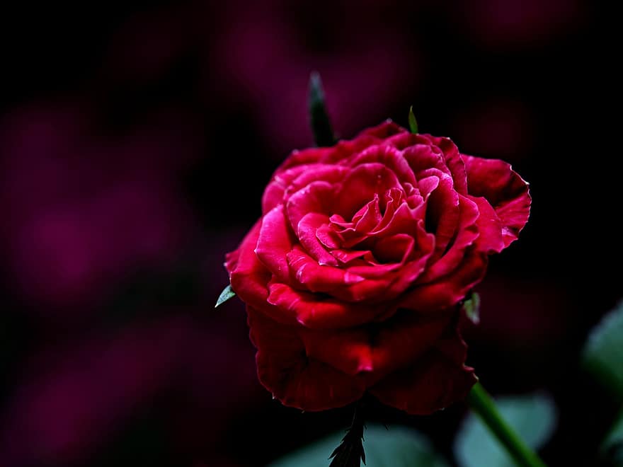 fiore, rosa, rosa rossa, rosa fiorita, petali, petali di rosa, fioritura, fiorire, flora