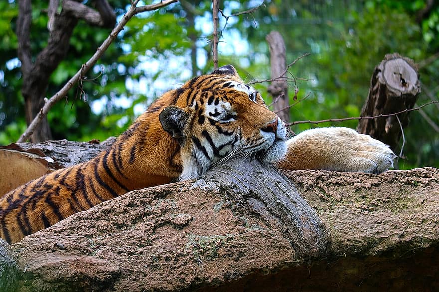 zoo, tygr, duisburg, Německo, volně žijících živočichů, venku, Příroda, zvíře, divoké zvíře, bengálský tygr, zvířata ve volné přírodě