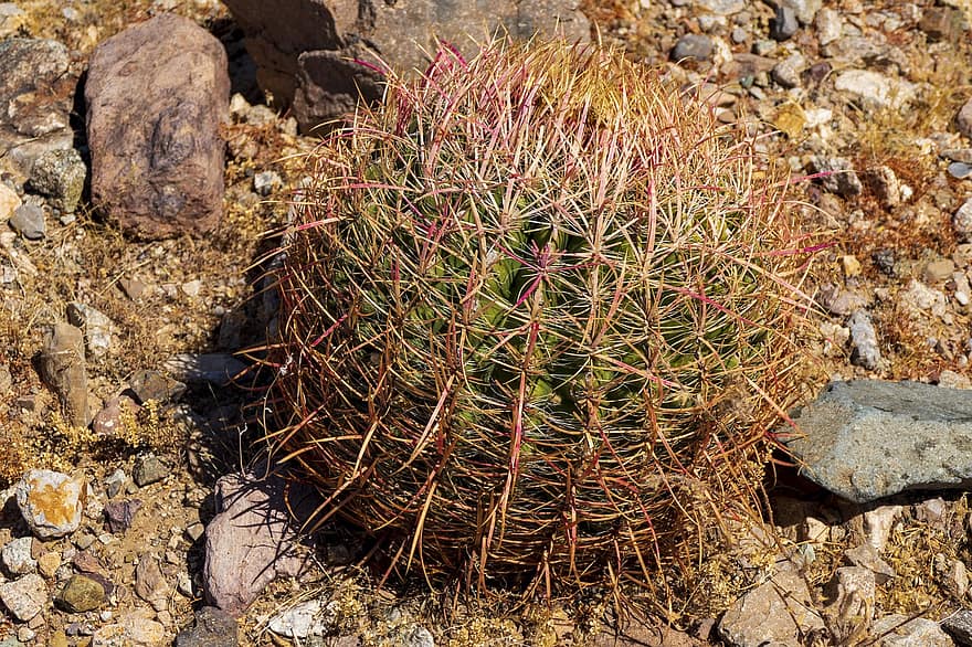 cactus, deserto, California, Mohave, verde, natura, pianta, spinoso, flora, succulento, spine
