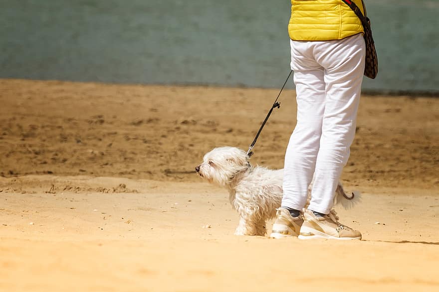 cane, camminare, mare, spiaggia, sabbia, guinzaglio, all'aperto, animali domestici, estate, canino, carina
